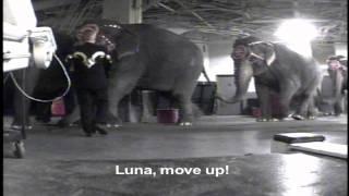 Ringling Brothers Beats Animals: PETA's Undercover Investigation