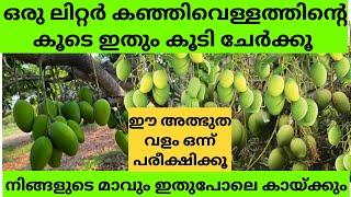 ഈ ഒറ്റ വളം മതി മാവും പ്ലാവും പൂക്കാനും കായ്ക്കാനും Mavu pookan malayalam tips| How to increase mango