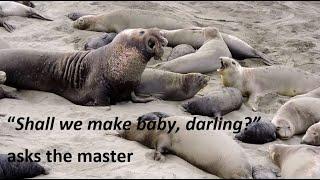 Female elephant seals are not in the mood to mate - Samice fok nie są w nastroju do kopulacji