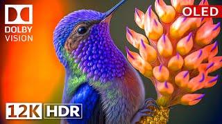 Dolby Vision 12K HDR 120fps OLED Nature & Wildlife - Epic Visuals