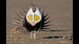 greater sage grouse Tony Bynum Photography