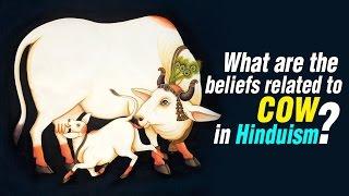 What are the beliefs related to cow in Hinduism | ARTHA