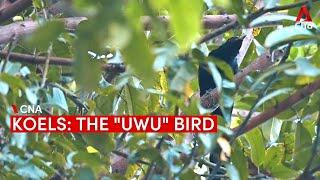 The "uwu" bird: Koels and their distinctive call that divides Singapore residents