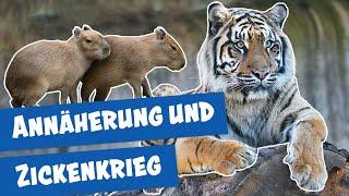 Freundschaften und Paare im Zoo und Tierpark Berlin | Panda, Gorilla & Co.