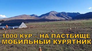 1000 кур на пастбище разворот курятника на 90 градусов