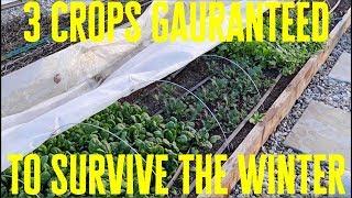 3 Crops Guaranteed to Survive the Winter