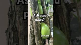 Buah apa ini? Saya sendiri belum pernah lihat. Dalam kesempitan ada kesempatan. #strangefruit