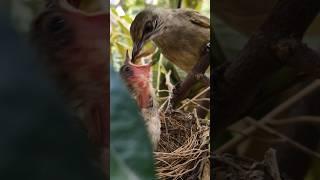 Bird Feeding Baby #birds #feeding #baby