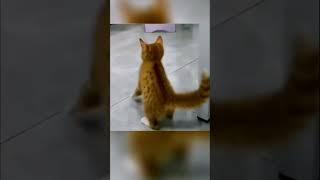 cat | funny cat | cat dance | cat in action | brilliant #cat #shorts #youtubeshorts  #ytshorts
