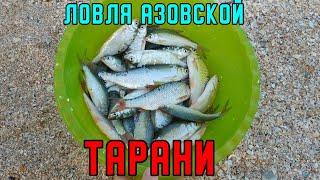 Рыбалка на Должанской косе. Ловим тарань в Азовском море