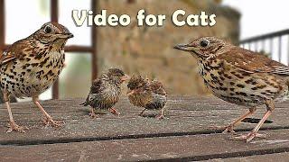 Videos for Cats and People to Watch : Song Thrush and Sparrows NEW 8 HOURS 