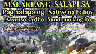 MALAKI ang SALAPI sa pag AALAGA ng NATIVE na BABOY. . Sundin Mo lang ito AASENSO Kadito | kafarmers