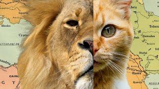 Cats: From Fearsome Predators to Couch Cuddlers | Encyclopaedia Britannica