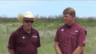 Reid Redden - Sheep & Goats - History of Sheep & Goats in Texas