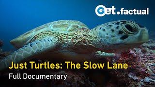 Just Turtles: Exploring the Lives of Ancient Reptile | Full Documentary