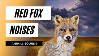 Animal Sounds Red Fox - fox sounds fox screaming red fox calling sounds