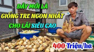 Giống Tre Cho Lãi Cao Nhất Hiện Nay 1 Ha cho Lãi 400 Triệu/Năm | Tre Lục Trúc Đài Loan ở Thái Nguyên