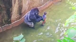 4 YEARS OLD BOY FELL INTO THE GORILLA CAGE!!!