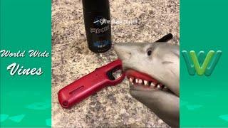 New Shark Puppet Instagram Videos 2019 | Funny Shark Puppet Videos 2019 #2