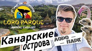 Стрим про Канары. Знаменитый Лоро-парк — зоопарк номер 1 в Европе!