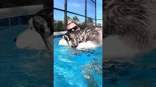 HUSKY ACCIDENTALLY FALLS INTO SWIMMING POOL - RESCUED!!! #shorts