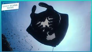 Daily Scuba News - Mystery Of Black Mantas