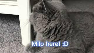 Another Vid! Milo the bear :)