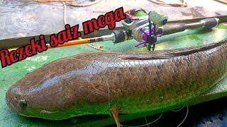 Rezeki haruan mega selepas air surut #haruan  #babon #snakehead