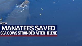 Manatees stranded after Hurricane Helene