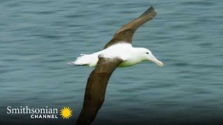 A Royal Albatross Can Fly for 13 Straight Months  Into the Wild New Zealand | Smithsonian Channel