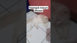 kepergok mesum