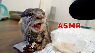 【ASMR】Otter Bingo munching noise with chicken fillet