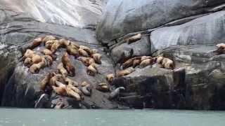 Seals lying on the rocks in Alaska