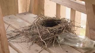 American Robin building nest over 3 days--time-lapse video