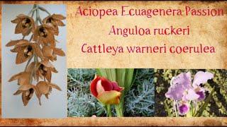Aciopea Ecuagenera Passion, Anguloa ruckeri , Cattleya warneri coerulea ,