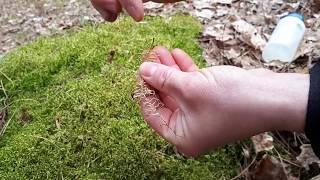 How to identify red-stemmed feather moss (Pleurozium schreberi) in the field