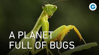 1.4 billion insects per person: Let’s take a look at them, up close!