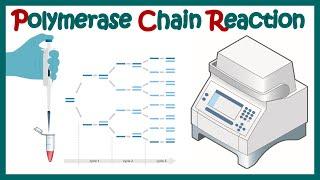 polymerase chain reaction ( PCR) | What are the 3 main steps in a PCR reaction?