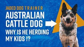 My Australian Cattle Dog Is Herding My Kids - The Jaded Dog Trainer