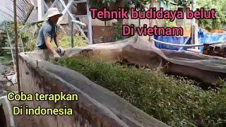 99% sukses.! Tehnik budidaya belut di vietnam bisa kita coba di indonesia