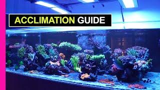 How To Add Corals To Your Tank - World Wide Corals