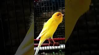 kenari gacor panjang #canarysinging #canarybird #kenarigacor #birdsong #birdsounds #canary #shorts