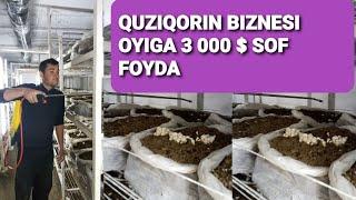 QUZIQORIN BIZNESI, OYIGA 3 000 $ SOF FOYDA