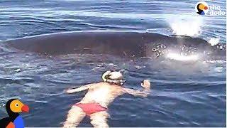 Family Rescues Whale Tangled In Net  | The Dodo