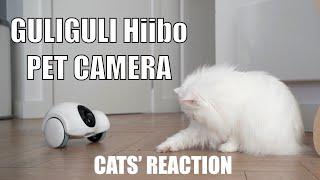 Cats' reaction to Hiibo - Smart Companion Robot for pets from GULIGULI