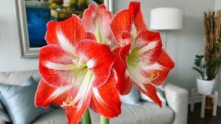 Potted Waxed Amaryllis Blooming Update - March 2023