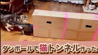 【2階の猫たち】ダンボールトンネル作ったら全然違う遊びになっていました