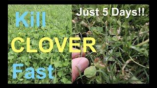 How to KILL CLOVER in your LAWN