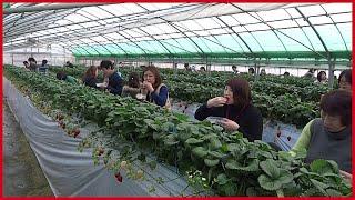 The Success Of Strawberry Farming Japan | Sweet Red Strawberry Japanese Agriculture