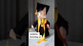 sarjana kucing #shorts #kucinglucu #funnycats